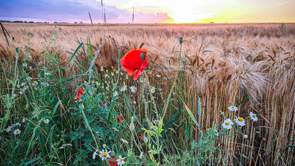 Webdesign FFerienwohnung